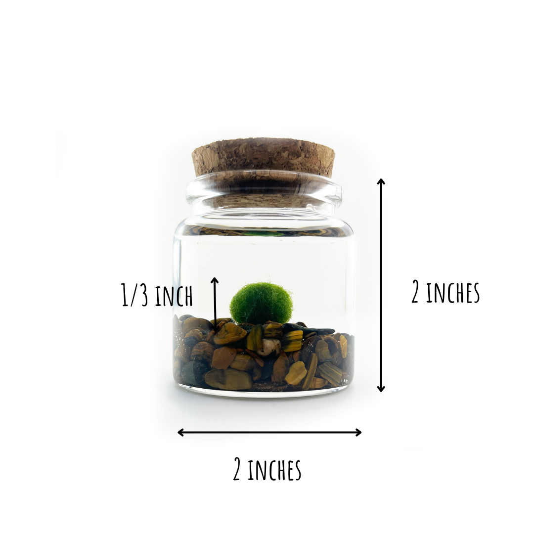 Moss Amigos | Moss Ball Terrariums - Wholesale Live Plant - Small Marimo Moss Ball Terrarium with Tiger Eye Gemstones4