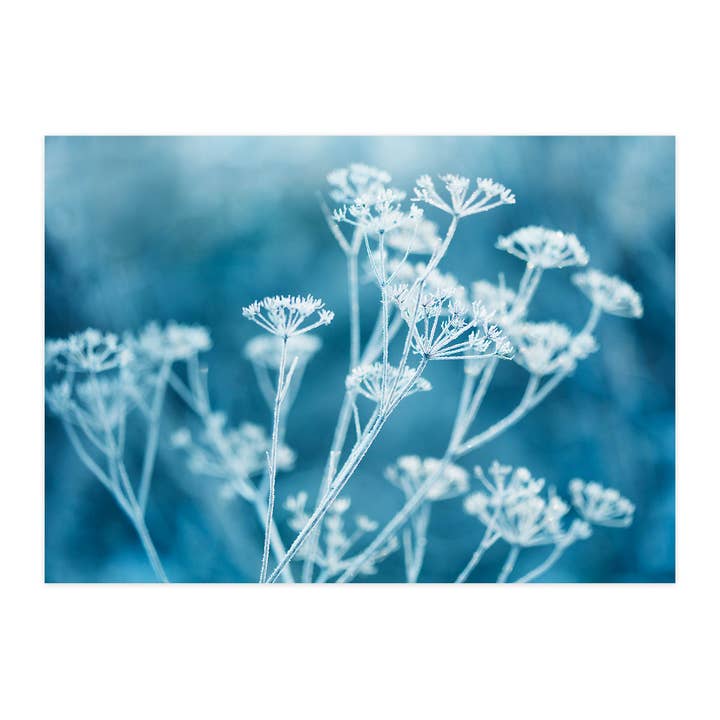 Cartolina "Ombrellifere invernali blu petrolio" per la vendita all'ingrosso da parte di paruspaper. nutzfeine papeterie