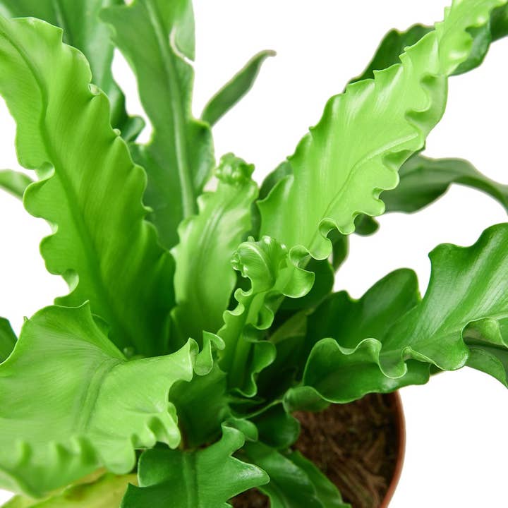 House Plant Wholesale - Wholesale Live Plant - FERN VICTORIA 4-inch1
