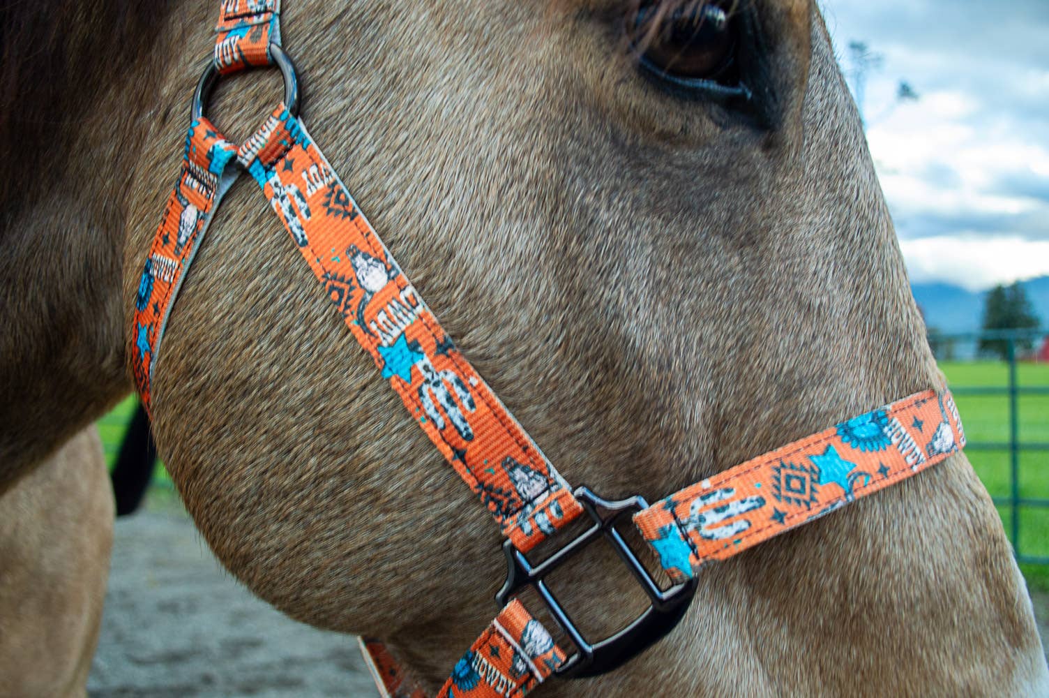 Schulz Equine - Wholesale Horseback Riding Gear - Nylon Halter - Horse Size13