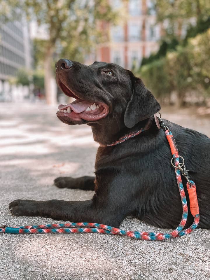 Laisse tropicale Adventure pour la vente par Grey Ghost