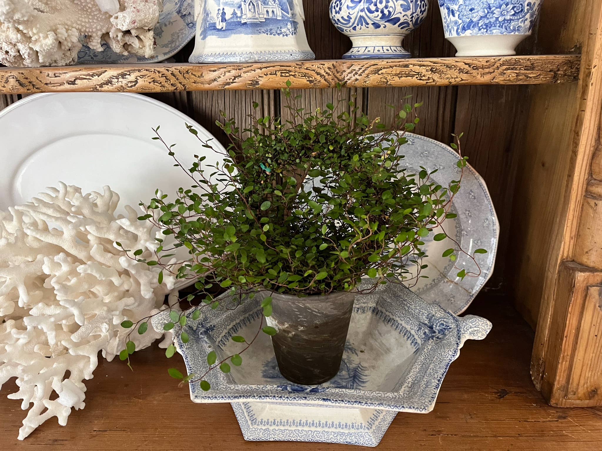 Sunrise Topiaries - Wholesale Live Plant - Live 5 inch woven Angel Vine Ring in 4 inch pot1