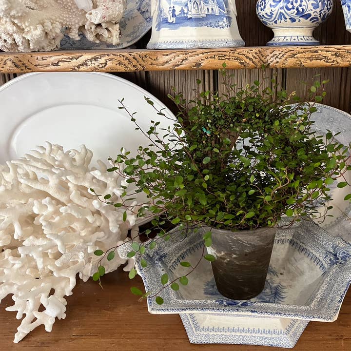 Sunrise Topiaries - Vente Plante - Bague Angel Vine tissée Live de 5 pouces dans un pot de 4 pouces1