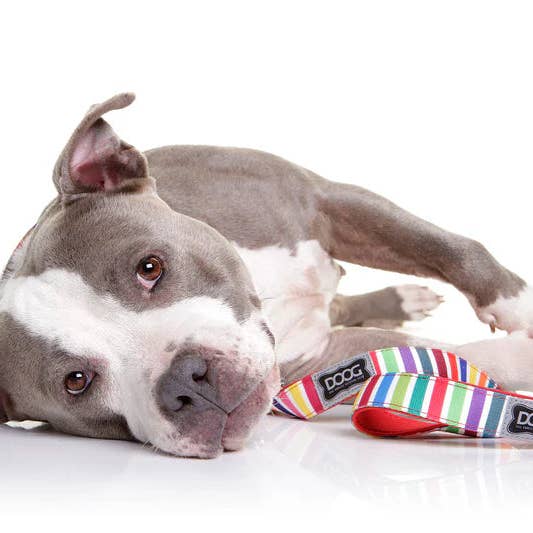 DOOG (Dog Owners Outdoor Gear) - Wholesale Pet Poop Bag Dispenser - Walkie Pouch3