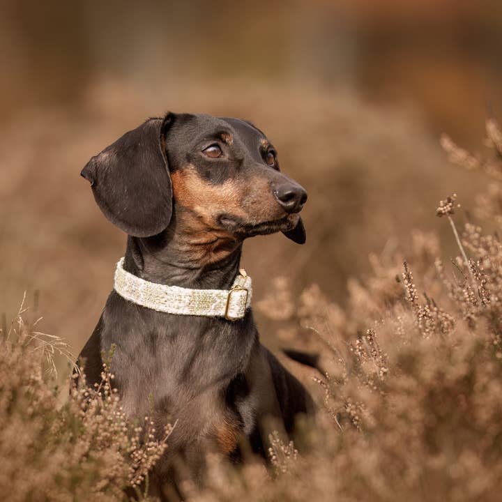Mossig krage för wholesale av I-Dogs