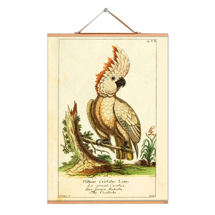 Scroll picture illustration # 073/Birds/Big Kakatu for wholesale by Eicie