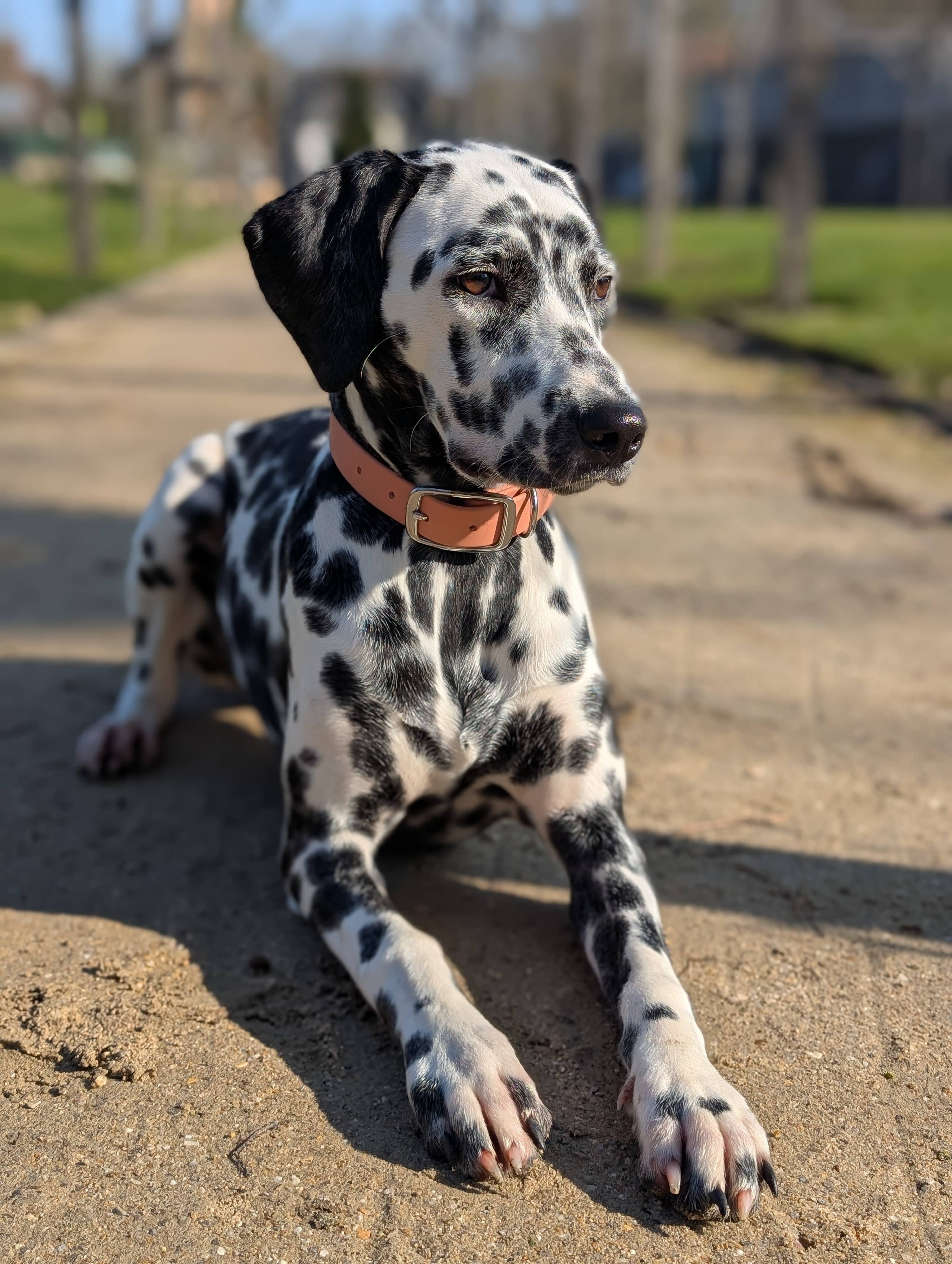 Ploouf Dogs - Wholesale Pet Collar - Dog - Dog collar "soft touch" Terracotta3