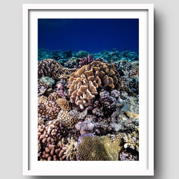 Neon Glow Underwater Photograph for wholesale by Above And Below Gallery