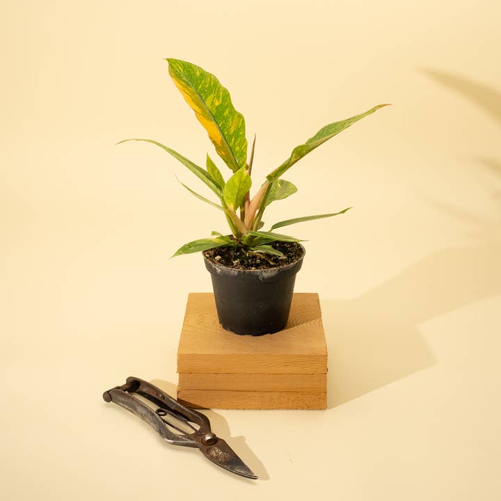 BWH Plant Co - Wholesale Live Plant - 4" Philodendron 'Ring of Fire'