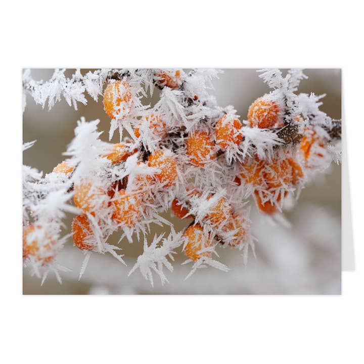 Cartão dobrável "Espinheiro-mar com geada" por atacado de paruspaper. nutzfeine papeterie