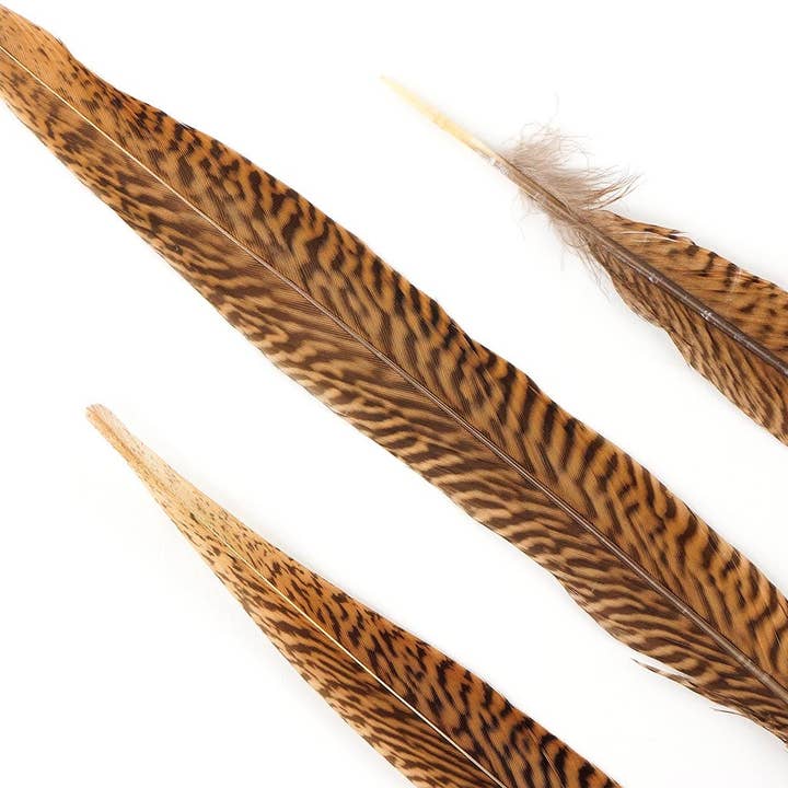Zucker Feather Products - Wholesale Craft Supplies - 10 PC/PKG Golden Pheasant Tails 14-16" - Natural