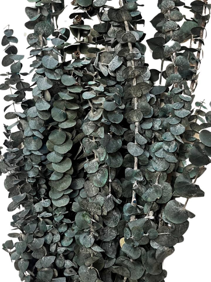 Eucalyptus for wholesale by Botanico Ltd.