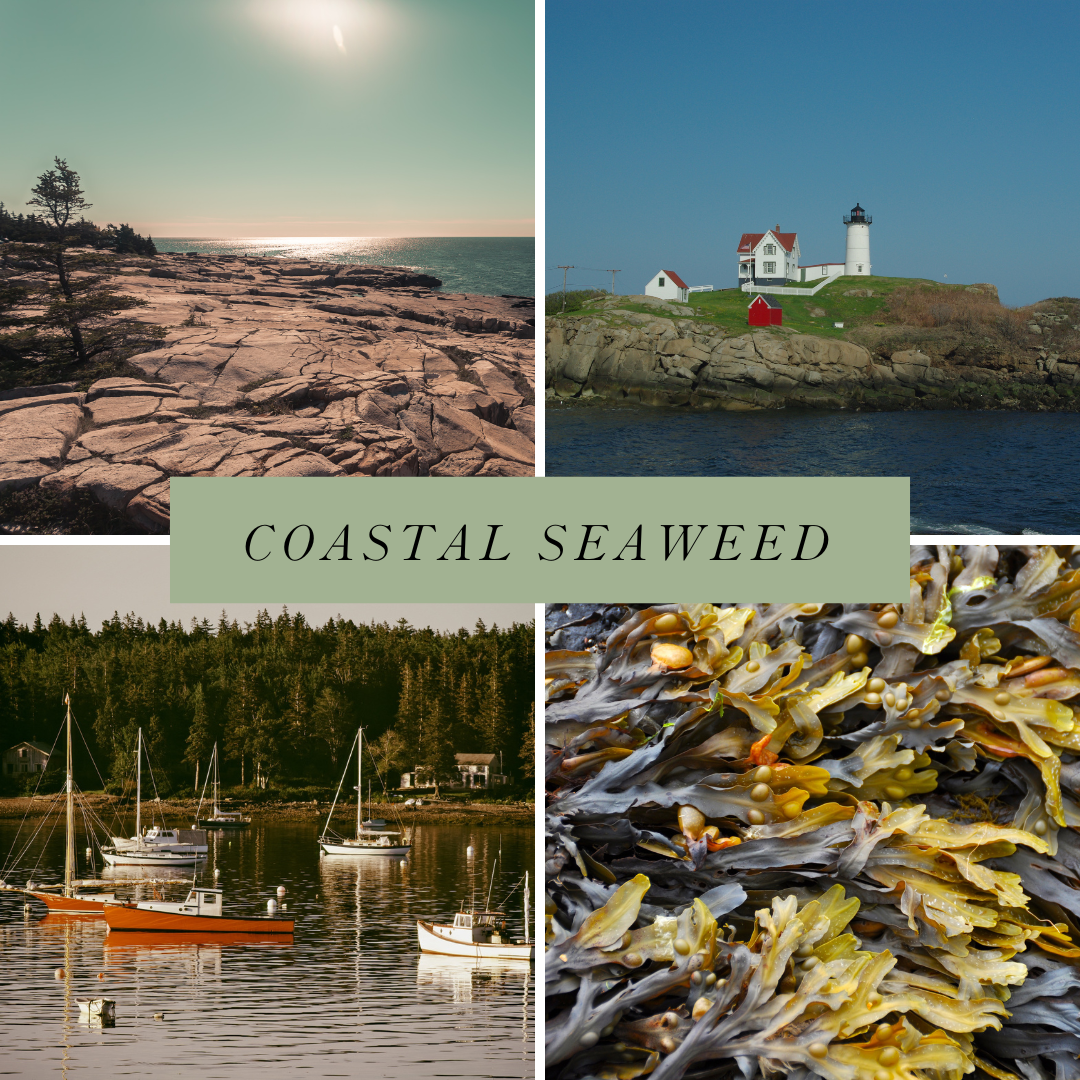 Wayward Chickadee – wholesale Bar Soap – Coastal Seaweed Soap1