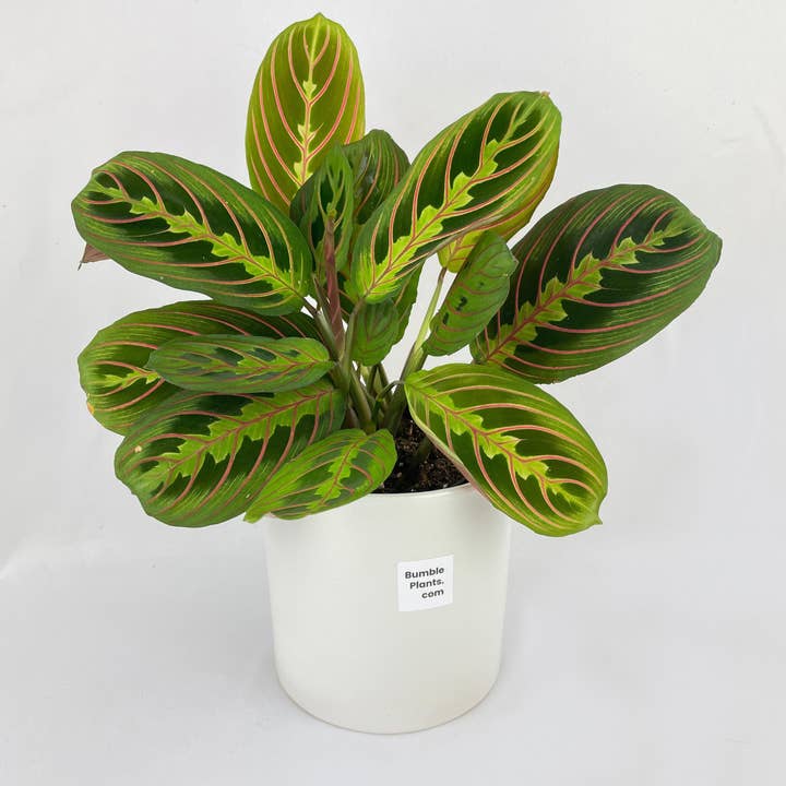 Bumble Plants - Wholesale Live Plant - Red Maranta Prayer Plant6