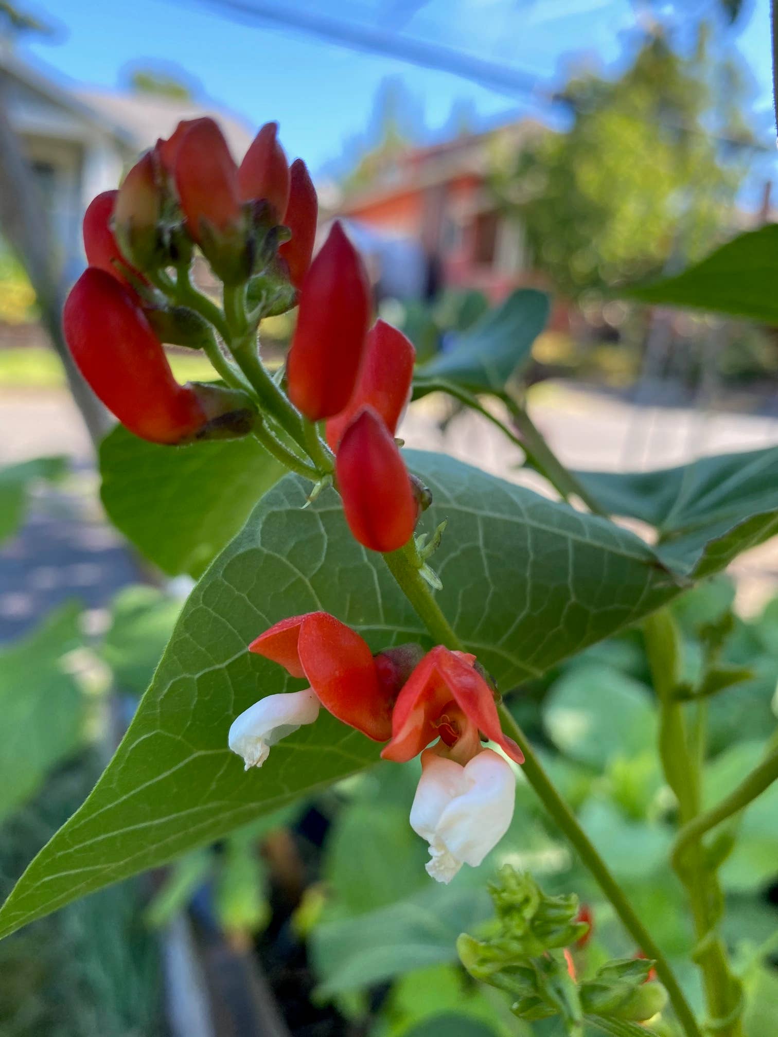 Orange Pippins - Wholesale Plant Seeds - Scarlett Runner Beans2