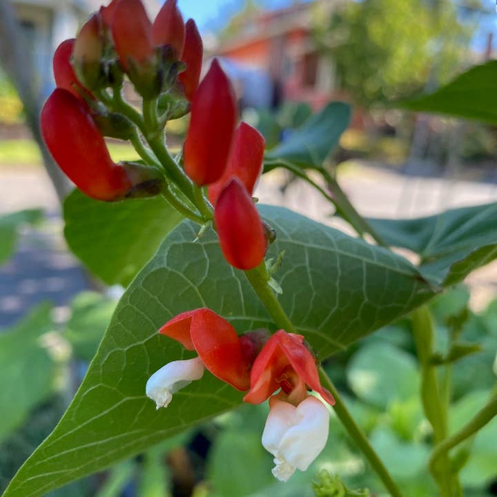 Orange Pippins - Wholesale Plant Seeds - Scarlett Runner Beans2