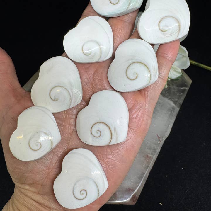 The 7 Directions - Wholesale Spiritual Stone/Crystal - 8 pc Shiva Shell hearts with info card 26-40 mm FX161