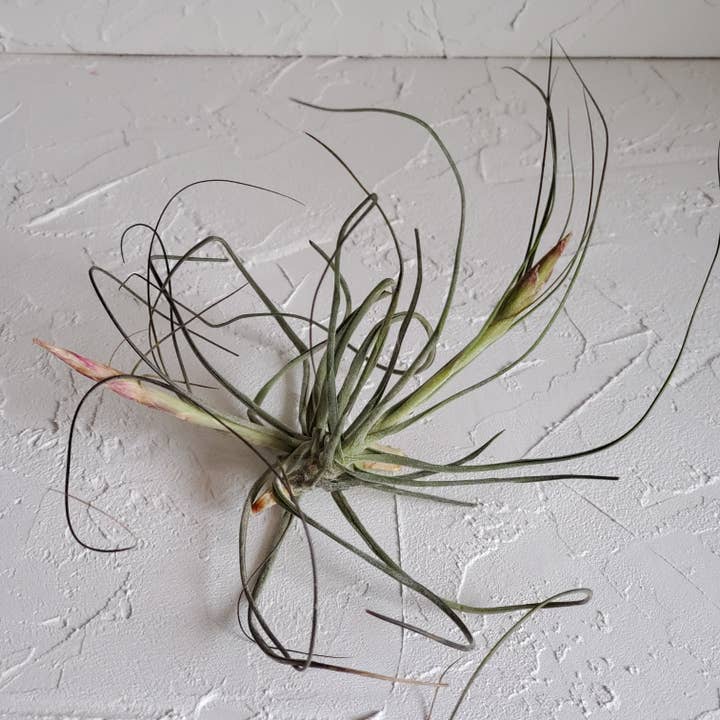Plante Air Live - Tillandsia Schiedeana pour la vente par CM Designs Company