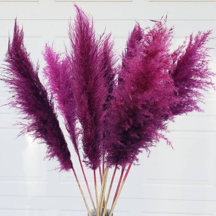 Grandes Pampa avec Grande Plume (0,9-1,1 m) | Baie Violet-Rouge pour la vente par BLOOMINGFUL.COM