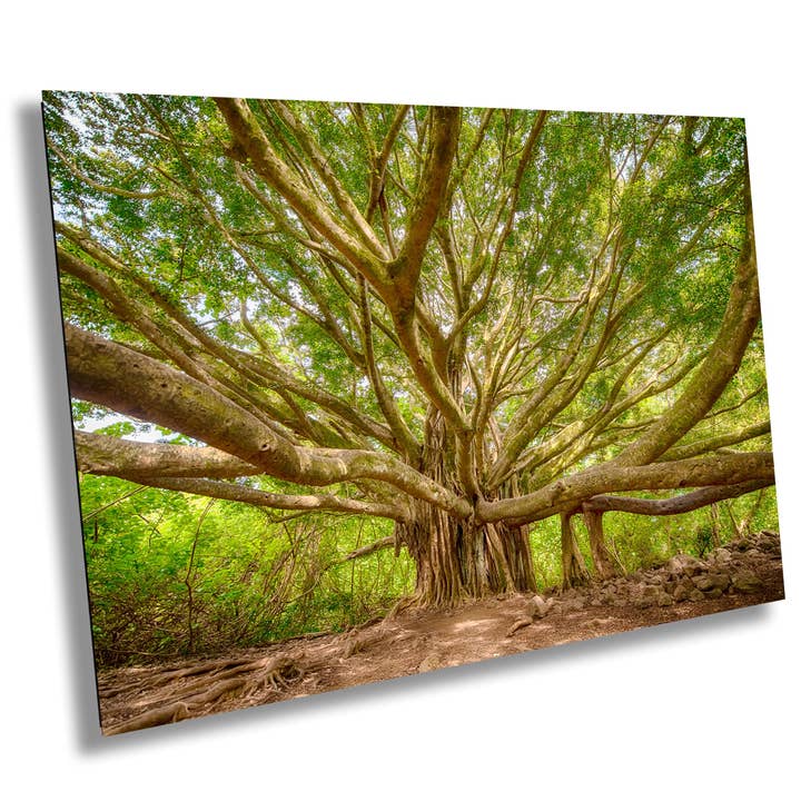 Tropical Wall Art - Maui Banyan - Photo Paper for wholesale by 998 Millibar Photography