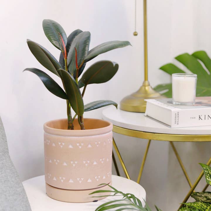 Ficus Burgundy Rubber Plant - Air Purifying Plant - 4/6 inch and other Purchase Wholesale fiori e spine scarpe. Free Returns & Net 60 Terms on Faire trending on Faire.
