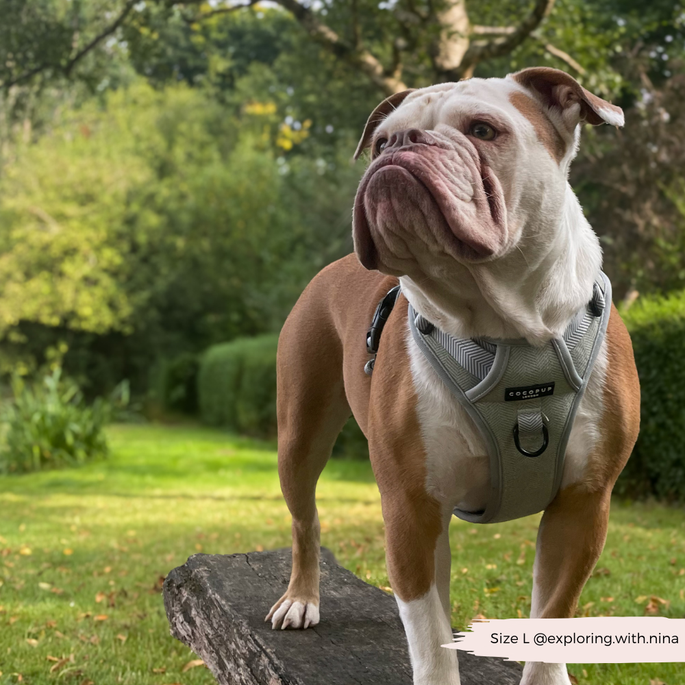 Cocopup London - Wholesale Tuig voor huisdieren - Hond - Verken Harness - Salie Tweed8