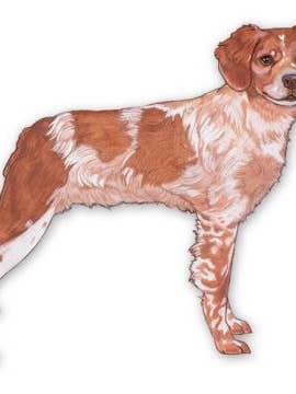 Brittany Magnet Wooden for wholesale by Pipsqueak Productions