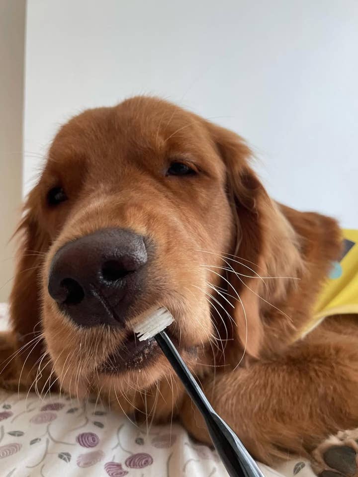 Wata-ko - 360° Ultra-Soft Toothbrush for Pets 【Made in Japan】 for wholesale by Dandy's Pawsome