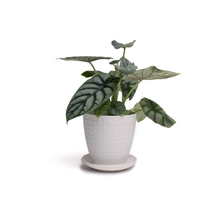 Chive - Wholesale Plant Pot - Virago Planter Pots With Drainage Hole 5 Inch Pot And Saucer8