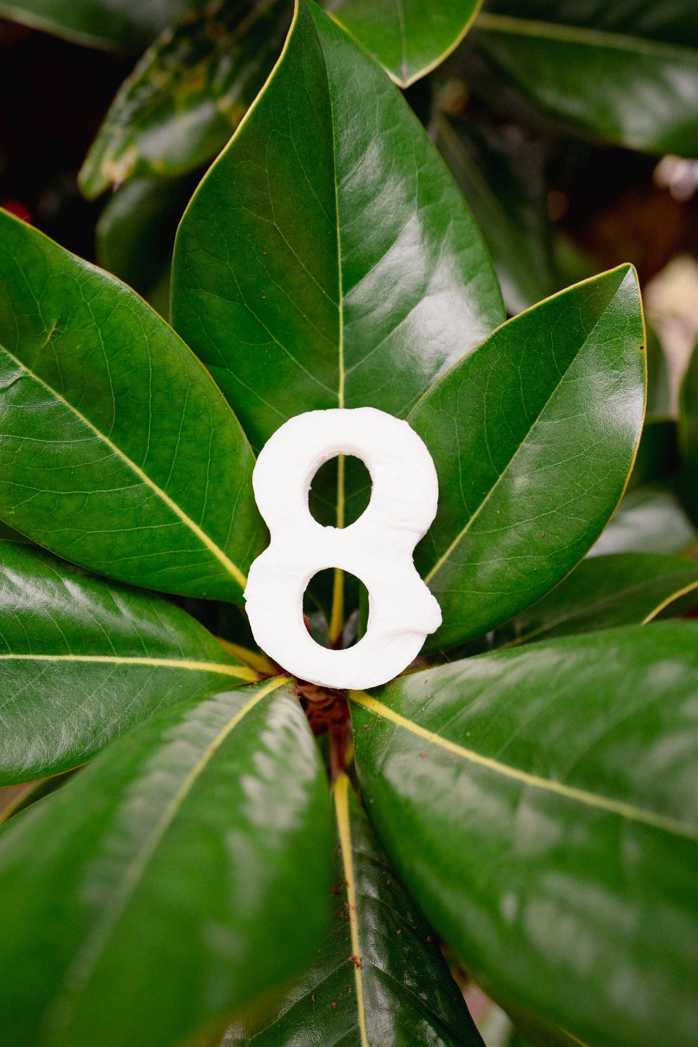 Love Liparu - Wholesale Pet Treats - Dog - MARSHMALLOW NUMBER | Freeze-Dried Dog + Cat Treat10