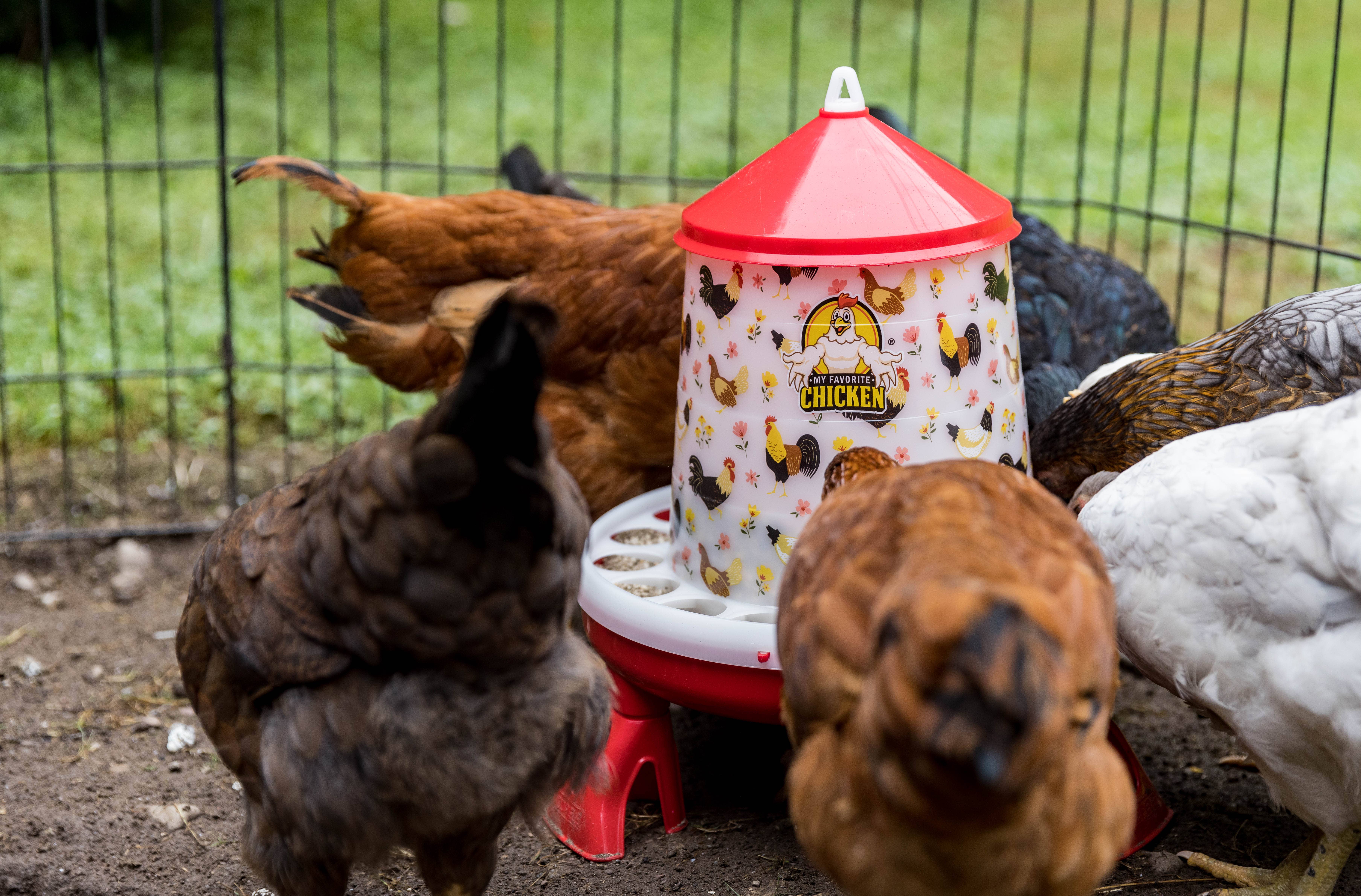 My Favorite Chicken - Wholesale Bird Feeder - 4Kg Poultry Feeder w/ Legs, Stylish Chicken Floral Design5