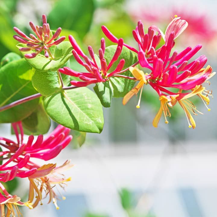 Oasis of Life - Wholesale Live plant - Honeysuckle – 2 plants – Lonicera heckrotti 'American Beauty' – Height 110–120cm – Ø17cm – Fragrant & hardy climbing plant with violet-red flowers – Ideal for garden, fence & pergola8