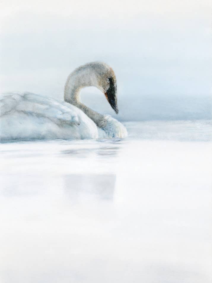 Swan Fine Art Giclée Print for wholesale by Crystal Clarke Animal Art
