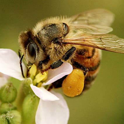 Kind to Bee - Wholesale Honey - Bee Pollen for Immunity, Raw, Cruelty-Free, glass jar 4