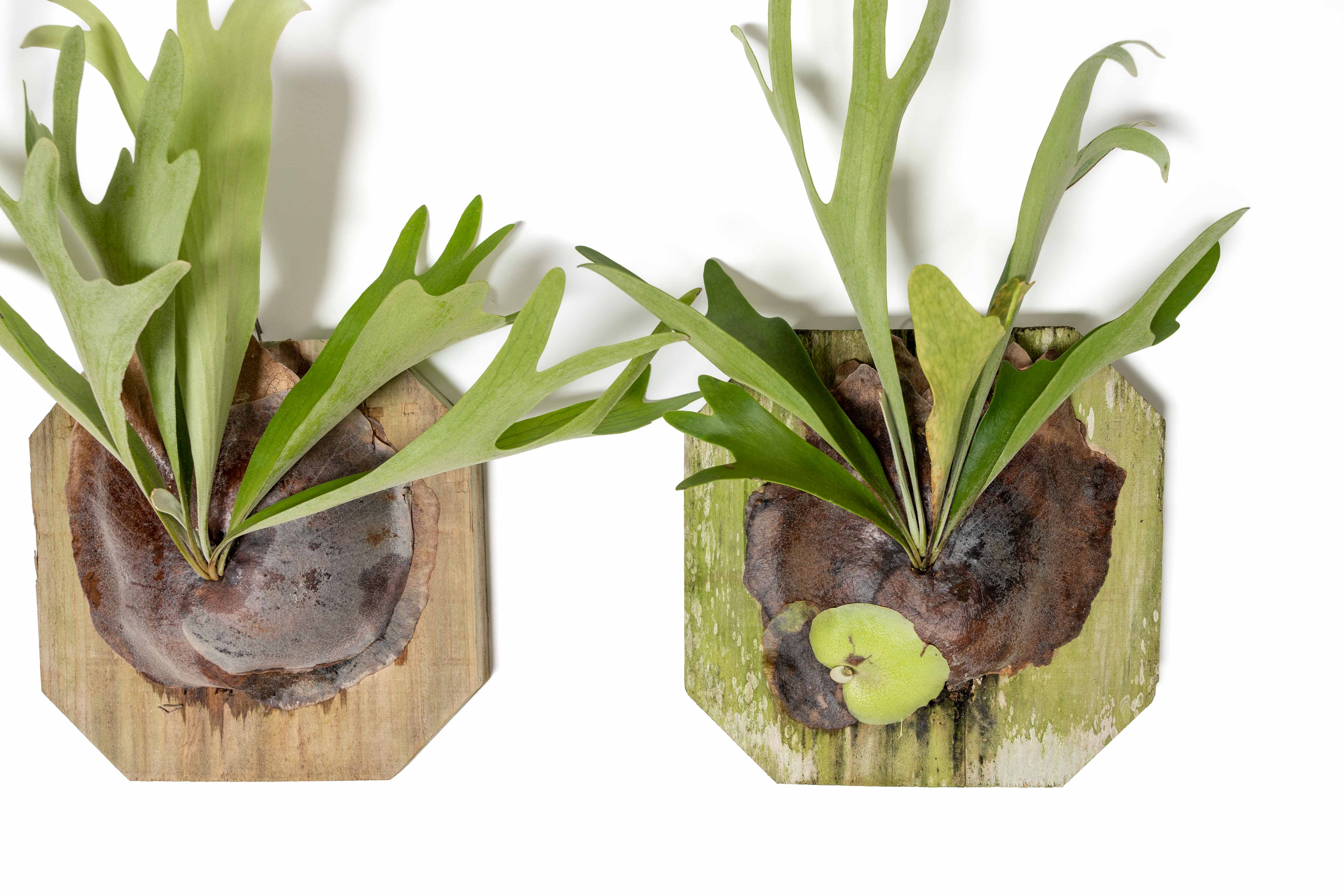 Air Plant Shop - Wholesale Live Plant - Staghorn Fern Mounted on a Cedar Plank2