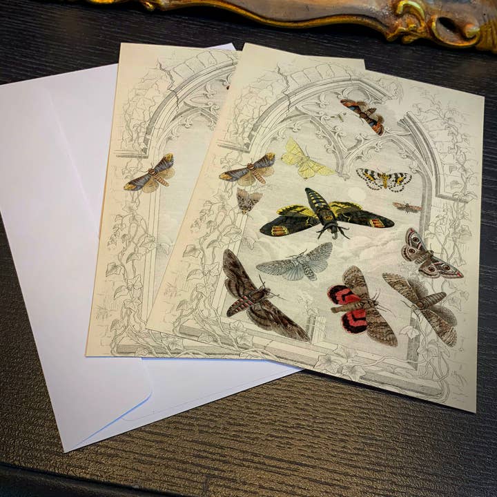 Traças de L. M. Budgen c1850, Conjunto de Cartões Planos de 5 x 7 pol para Correspondência Diária com Envelopes Brancos por atacado de Ebon et Noir LLC