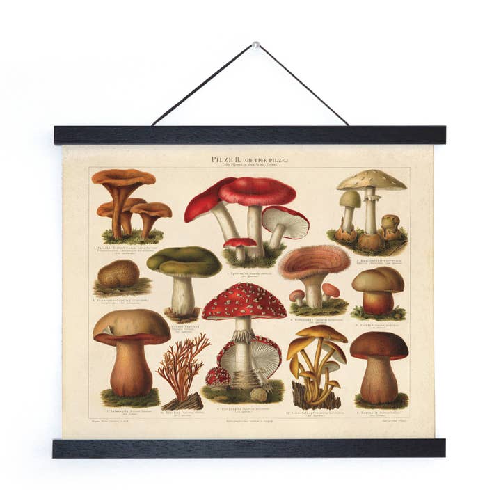 Deutsche Pilzpilze 2-Druck im Vintage-Stil mit optionalem Rahmen für den Großhandel von Curious Prints