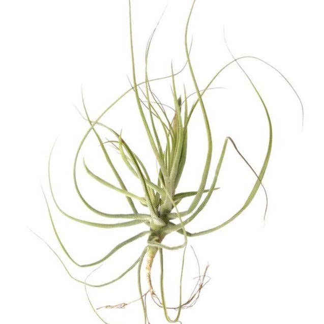 Best Plant Friend - Wholesale Live Plant - Tillandsia Schiedeana 7" Wide, Unique Air Plant Home Decor
