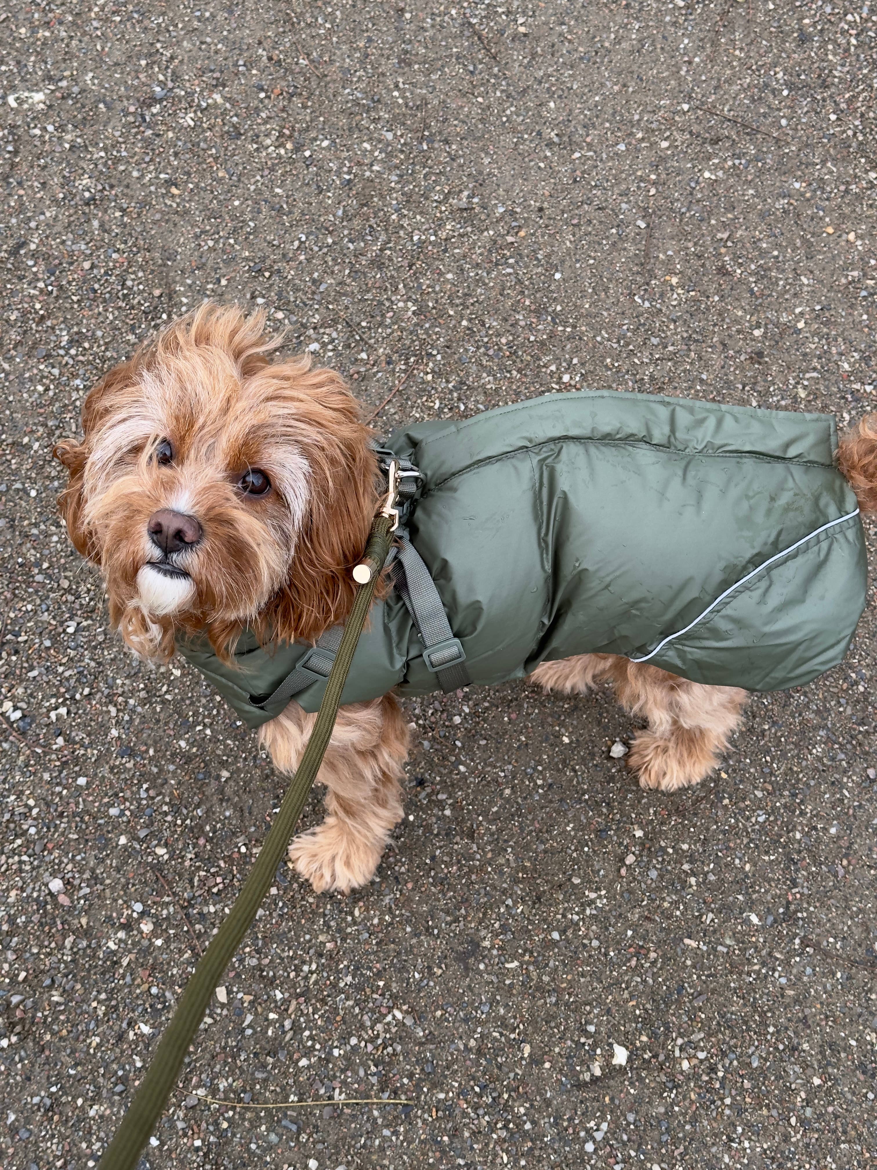 Puppy Bohème - Vendita all'ingrosso Cappotto - Cani - Cappotto invernale con imbracatura integrata - Verde foresta (senza maniche)5