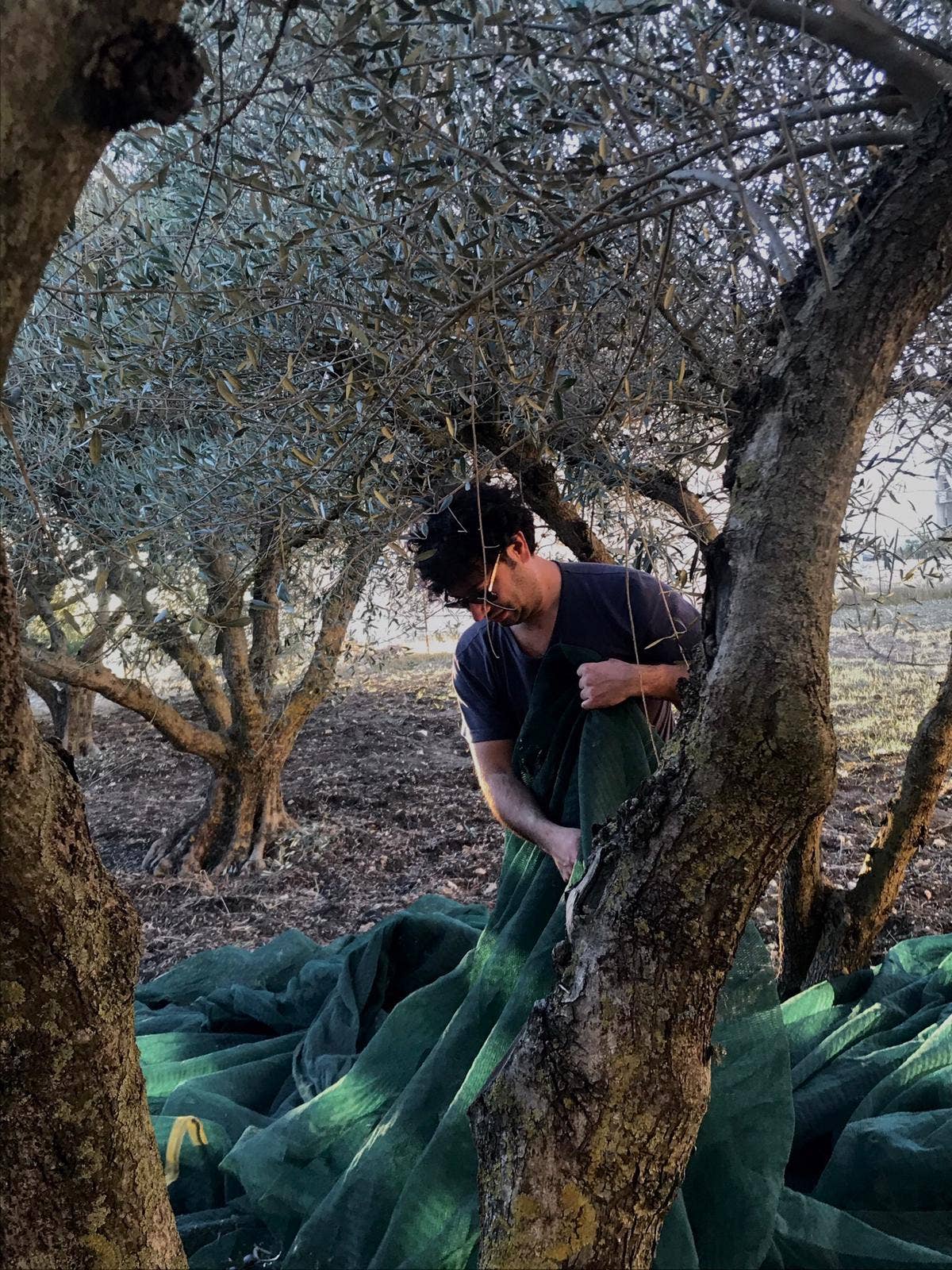 Don Vito Eccellenze Siciliane - Wholesale Olive Oil - Extra virgin olive oil1