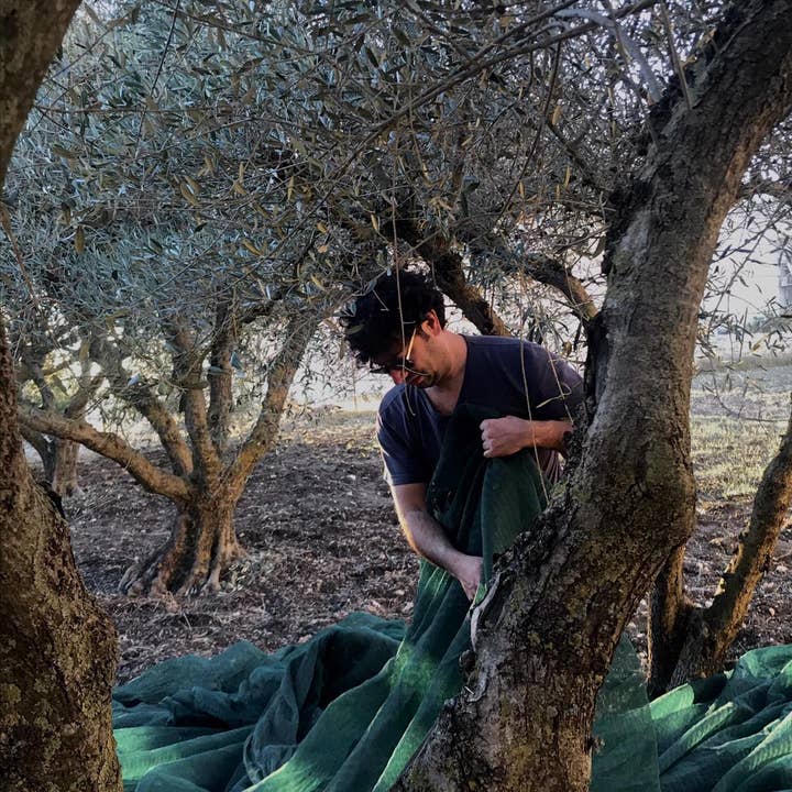 Don Vito Eccellenze Siciliane - Wholesale Olijfolie - Extra vierge olijfolie1