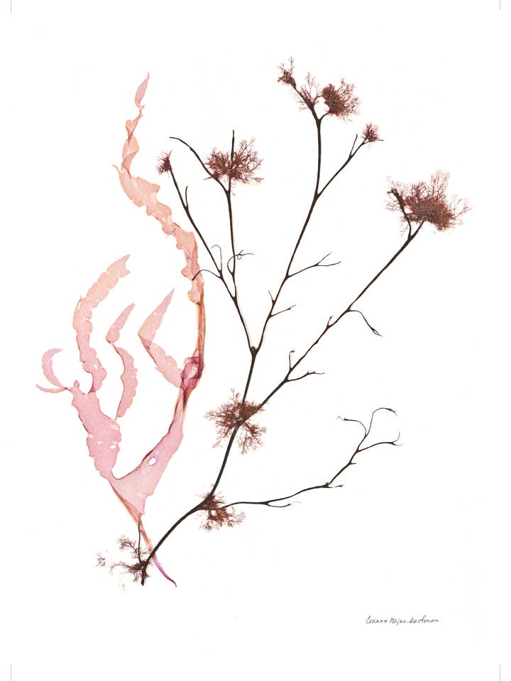 Cartes de vœux avec art d’algues marines 13 x 18 cm, modèle n°1 pour la vente par Seaweed Artist