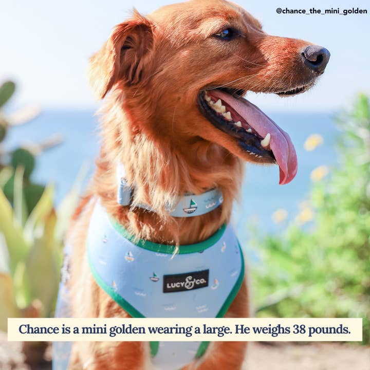 Lucy & Co. - Wholesale Pet Collar - Dog - Set Sail Collar1