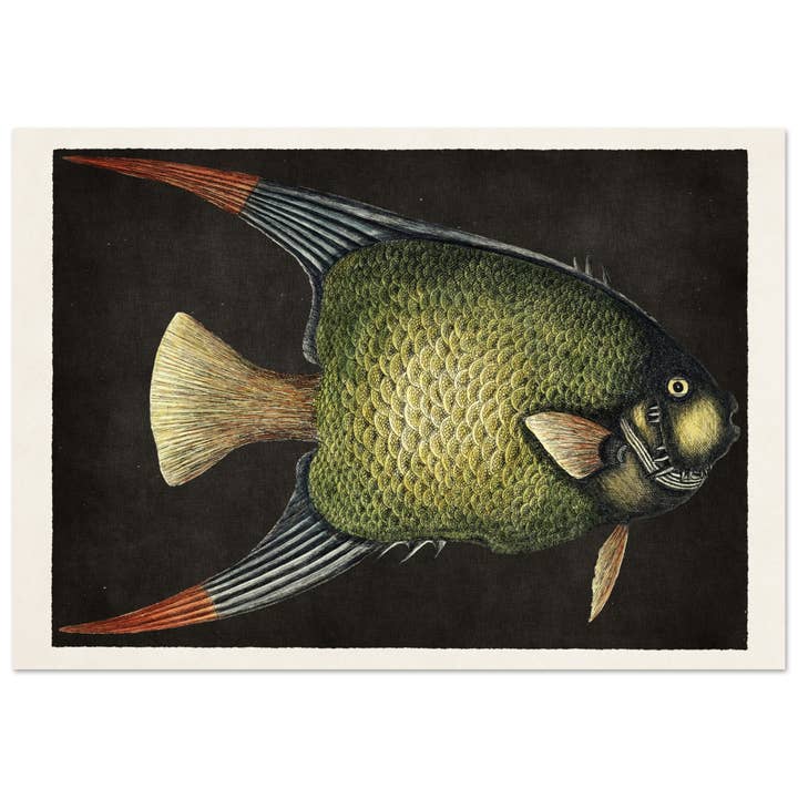 Engelvissen voor wholesale door Maison de Paloma