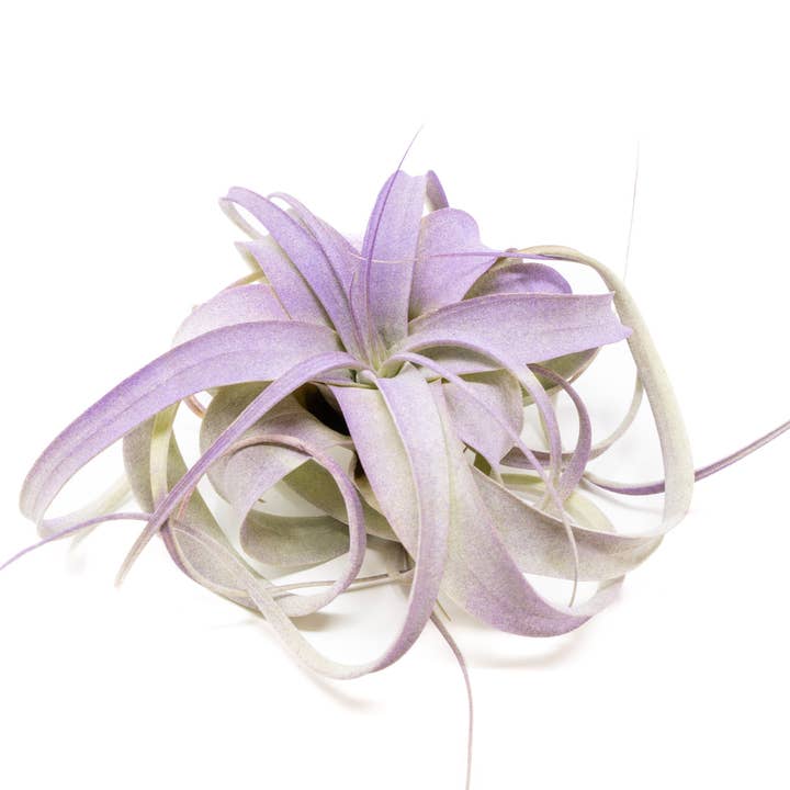 Air Plant Shop - Wholesale Live Plant - Color Enhanced Tillandsia Mini Xerographica Air Plants17
