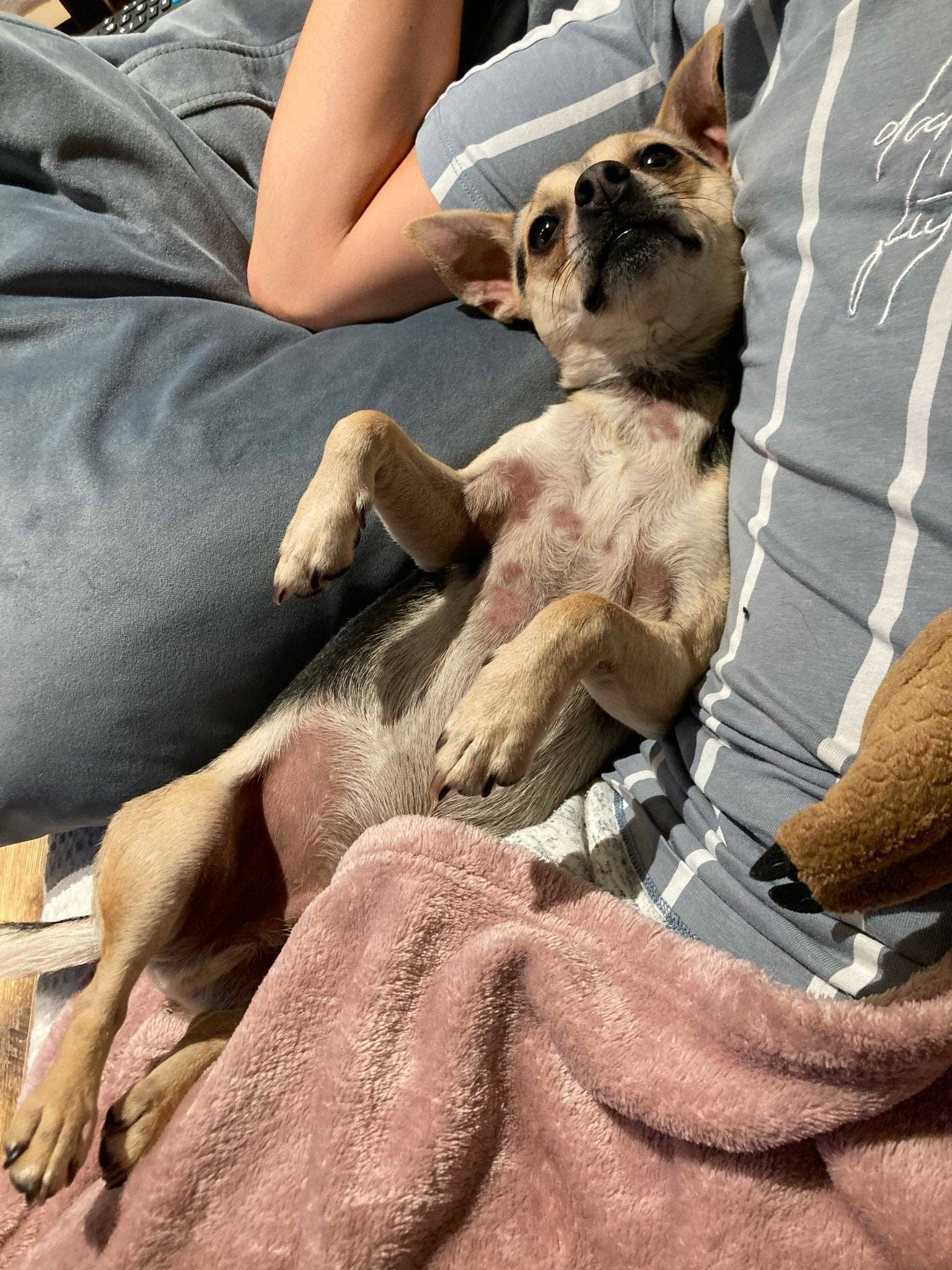 Truffe Délice - Wholesale Pet Supplement - Dog - Dog fur supplement4