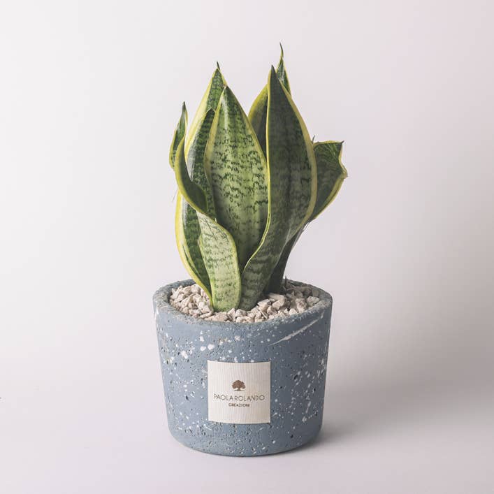Sansevieria In Vaso Decorato Schizzato - Simone per la vendita all'ingrosso da parte di Paola Rolando Creazioni