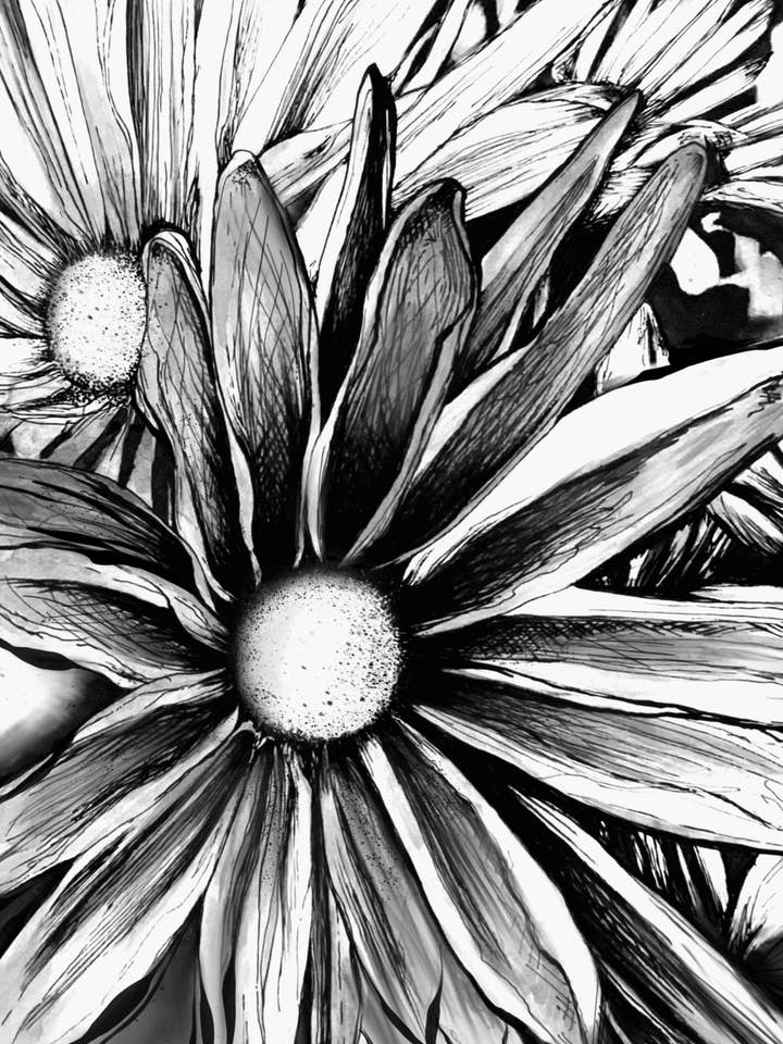 Daisies Wall Art Print for wholesale by Kellie Cooke Art