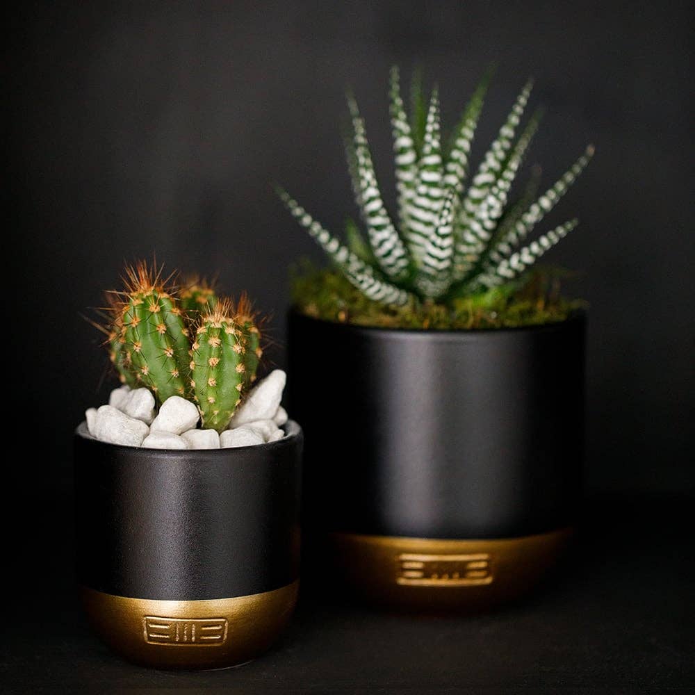 The Little Botanical - Wholesale Live Plant - Haworthia in Ceramic Pot for Indoor Décor32