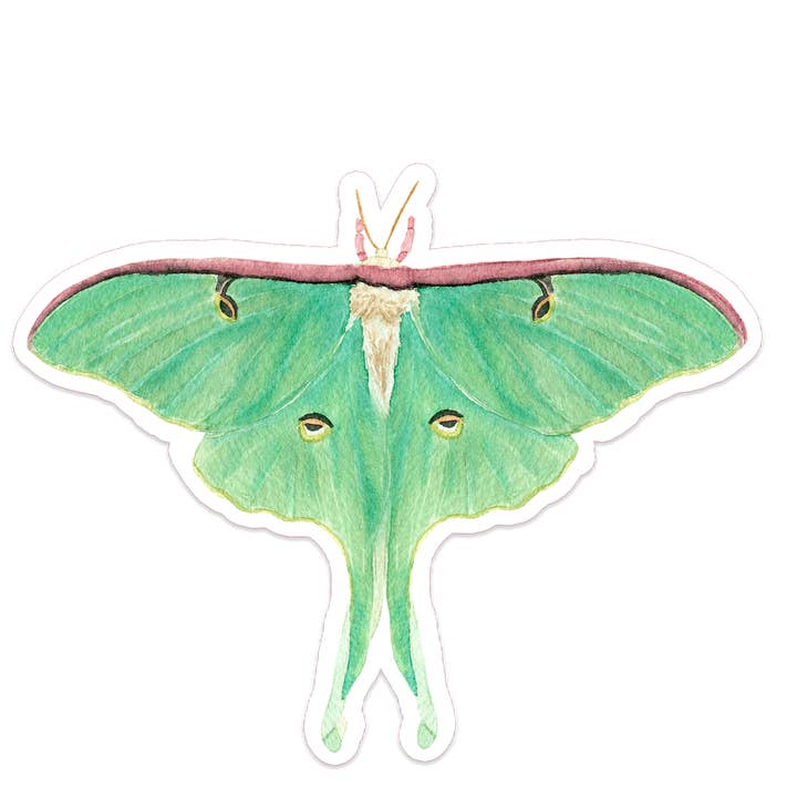 Luna Møl Insekt Akvarel Vinyl Klistermærke for engroshandel hos Studio Miller